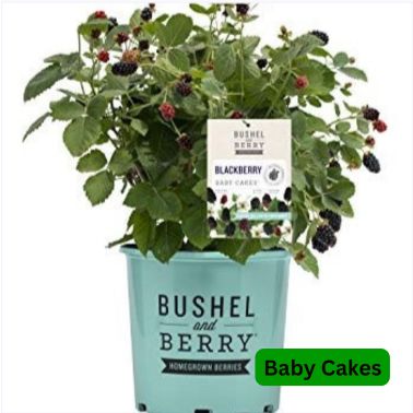 Blackberry Shrubs, Size: #2, Variety: Baby Cakes