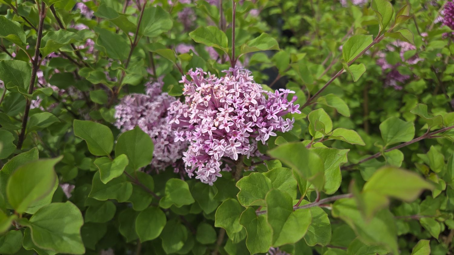Lilac Shrubs, Size: #3, Variety: Palibin (Dwarf Korean)