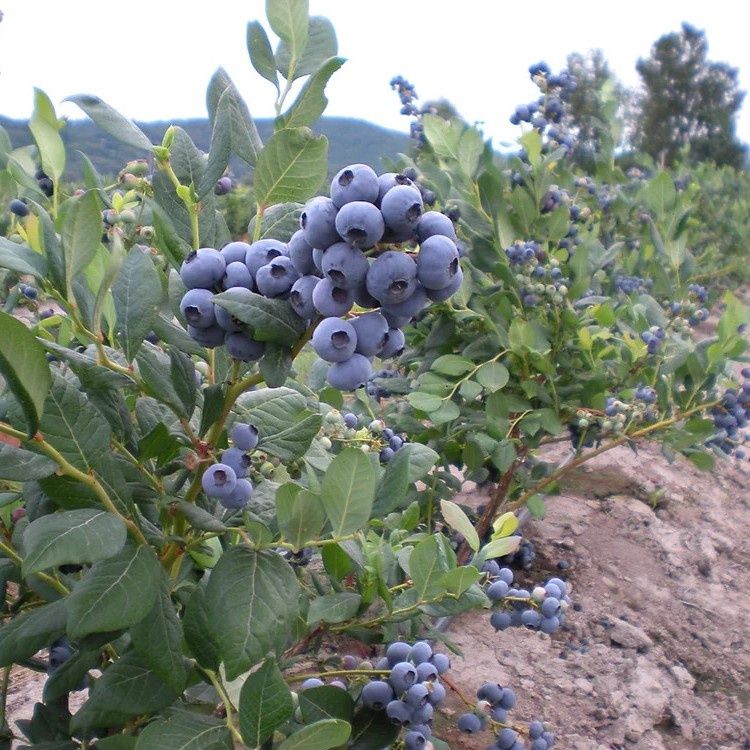 Blueberry Shrubs, Size: #3, Variety: Blue Jay