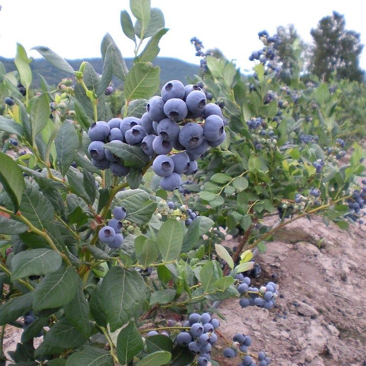 Blueberry Shrubs, Size: #3, Variety: Blue Jay