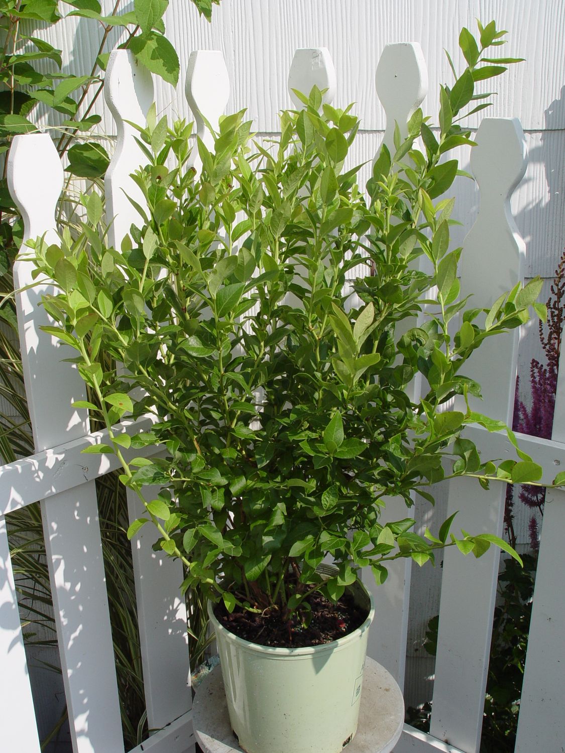 Blueberry Shrubs, Size: #3, Variety: Blue Jay
