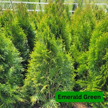 Arborvitae Trees, Size: #7, Variety: Emerald Green