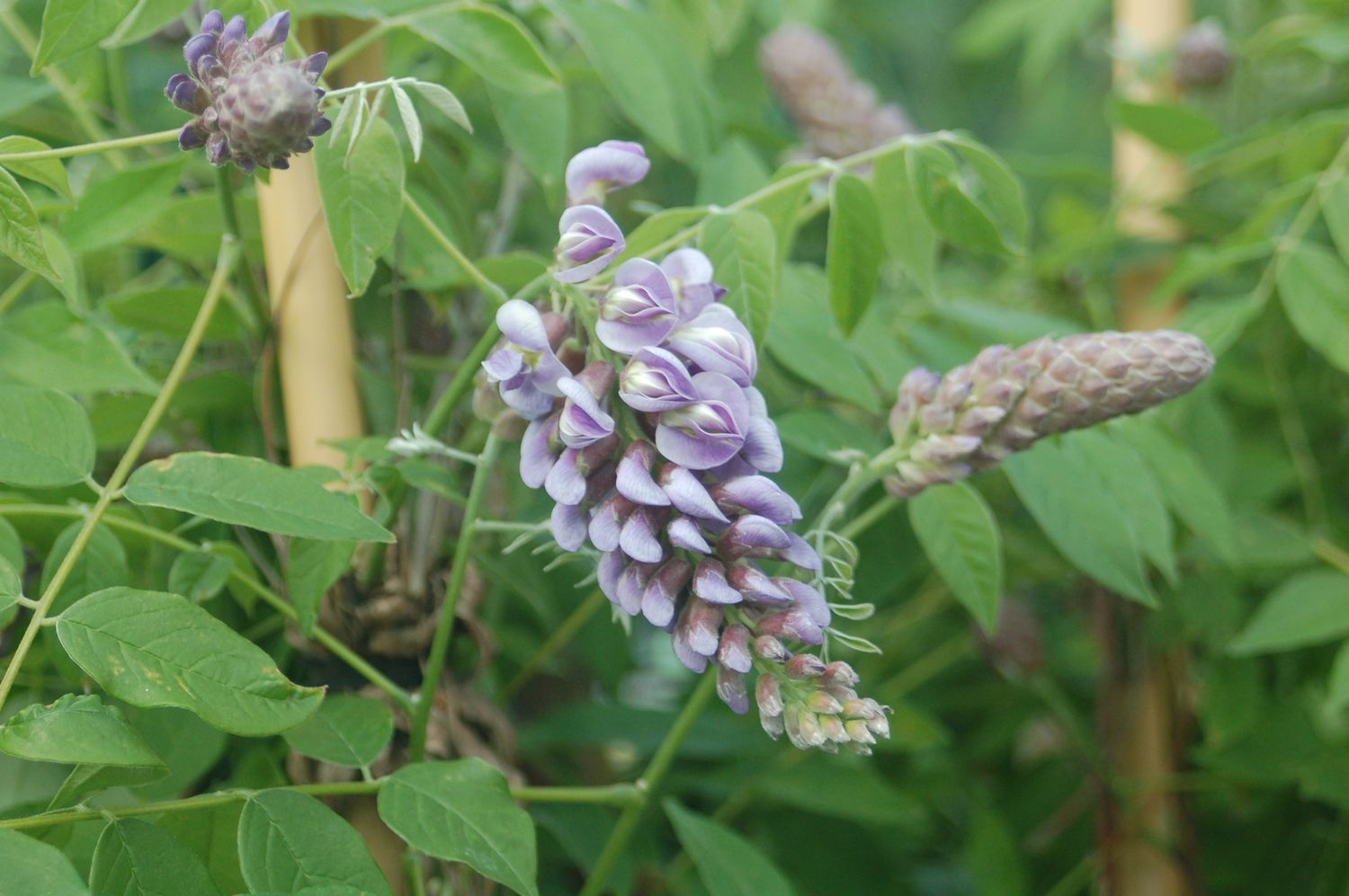 Wisteria Shrubs, Size: #2, Variety: Amethyst Falls