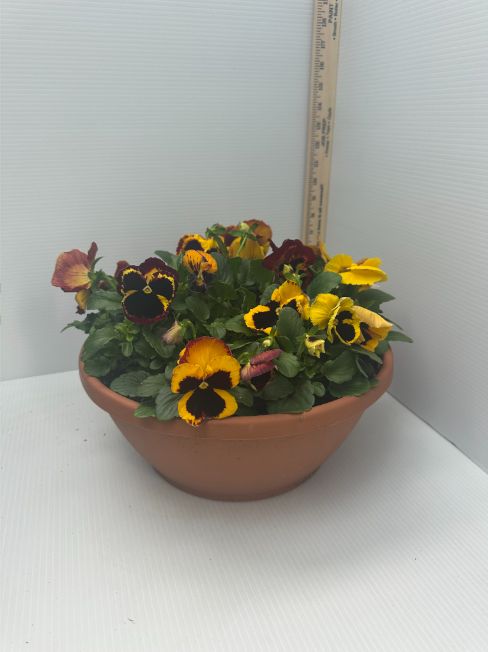 Pansies