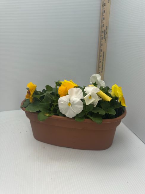 Pansies, Size: Oval