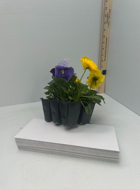 Pansies