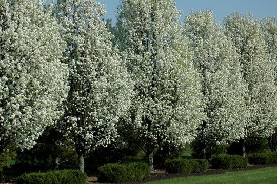 Flowering Pear Trees, Variety: Chanticleer