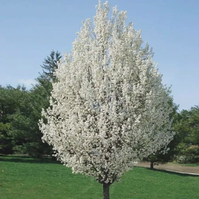 Flowering Pear Trees, Variety: Chanticleer