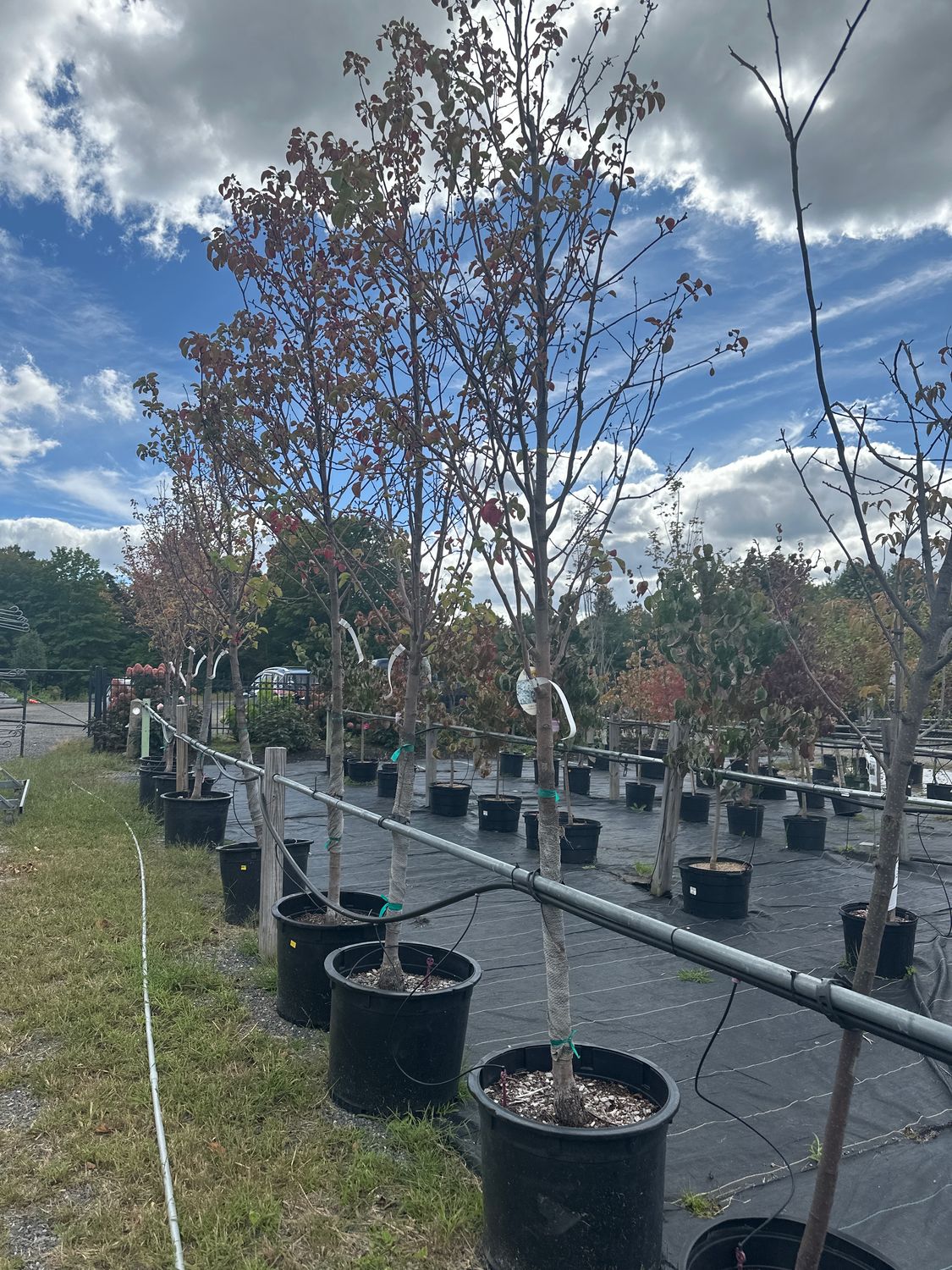 Flowering Pear Trees