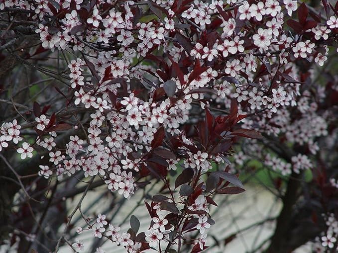 Sandcherry, Variety: Purple Sandcherry