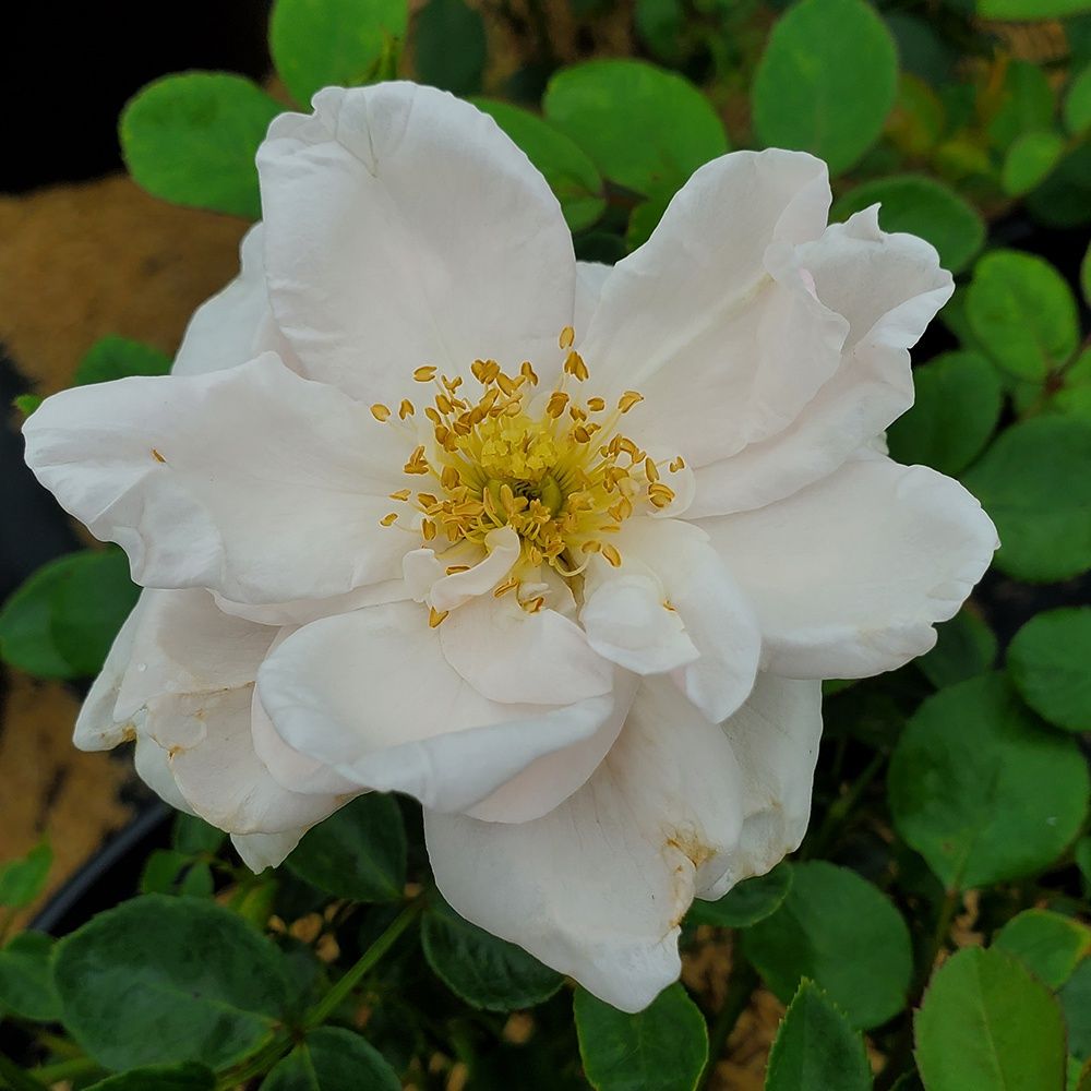 Climbing Roses, Variety: New Dawn