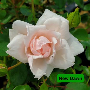 Climbing Roses, Variety: New Dawn