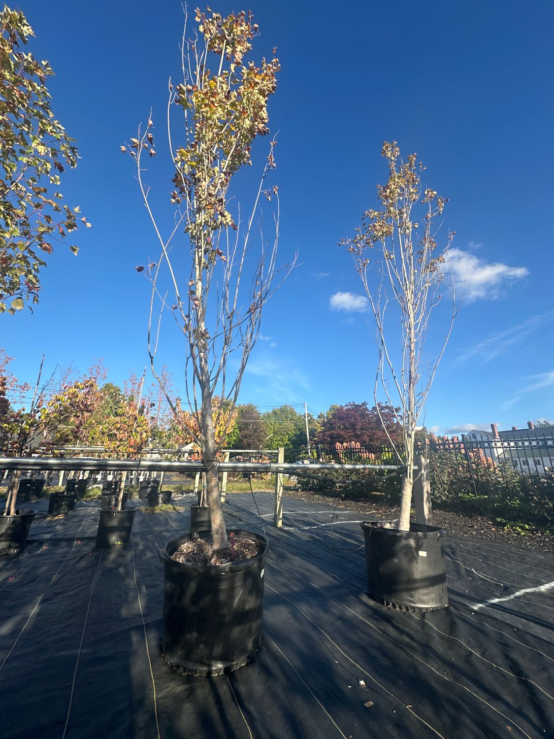 Maple Trees