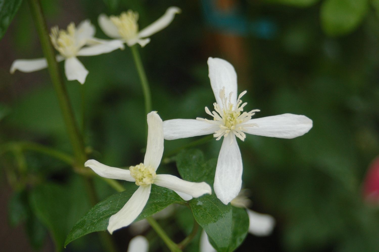 Clematis