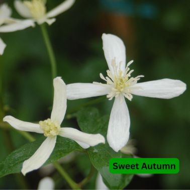 Clematis, Variety: Sweet Autumn