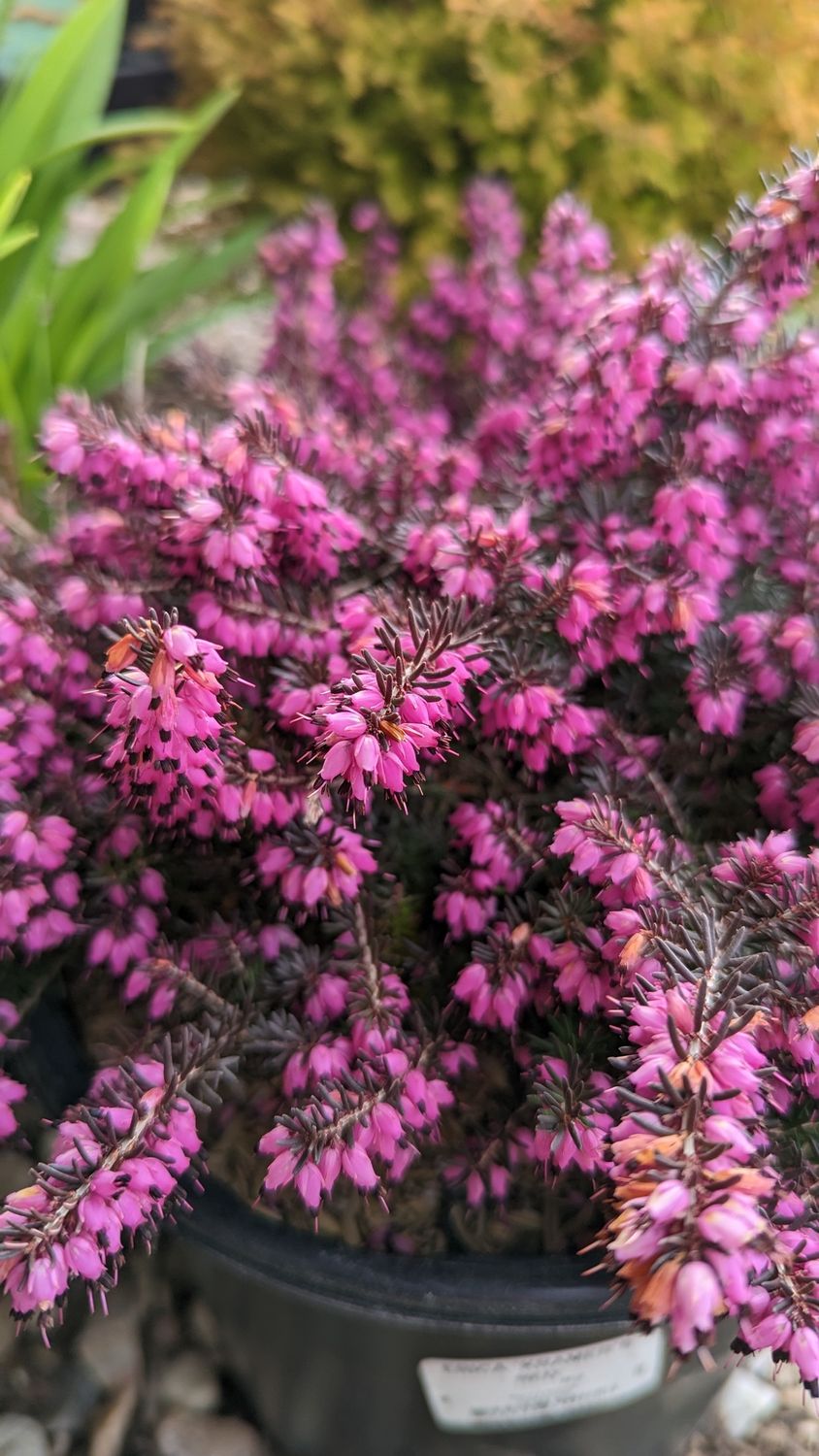 Heather, Variety: Erica Kramer's Red