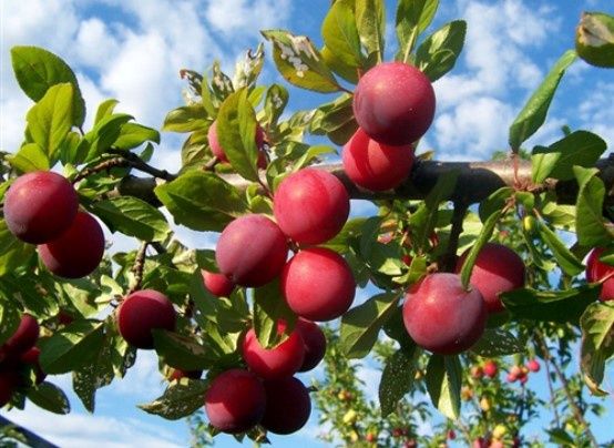 Plum Fruit Trees, Variety: Santa Rosa