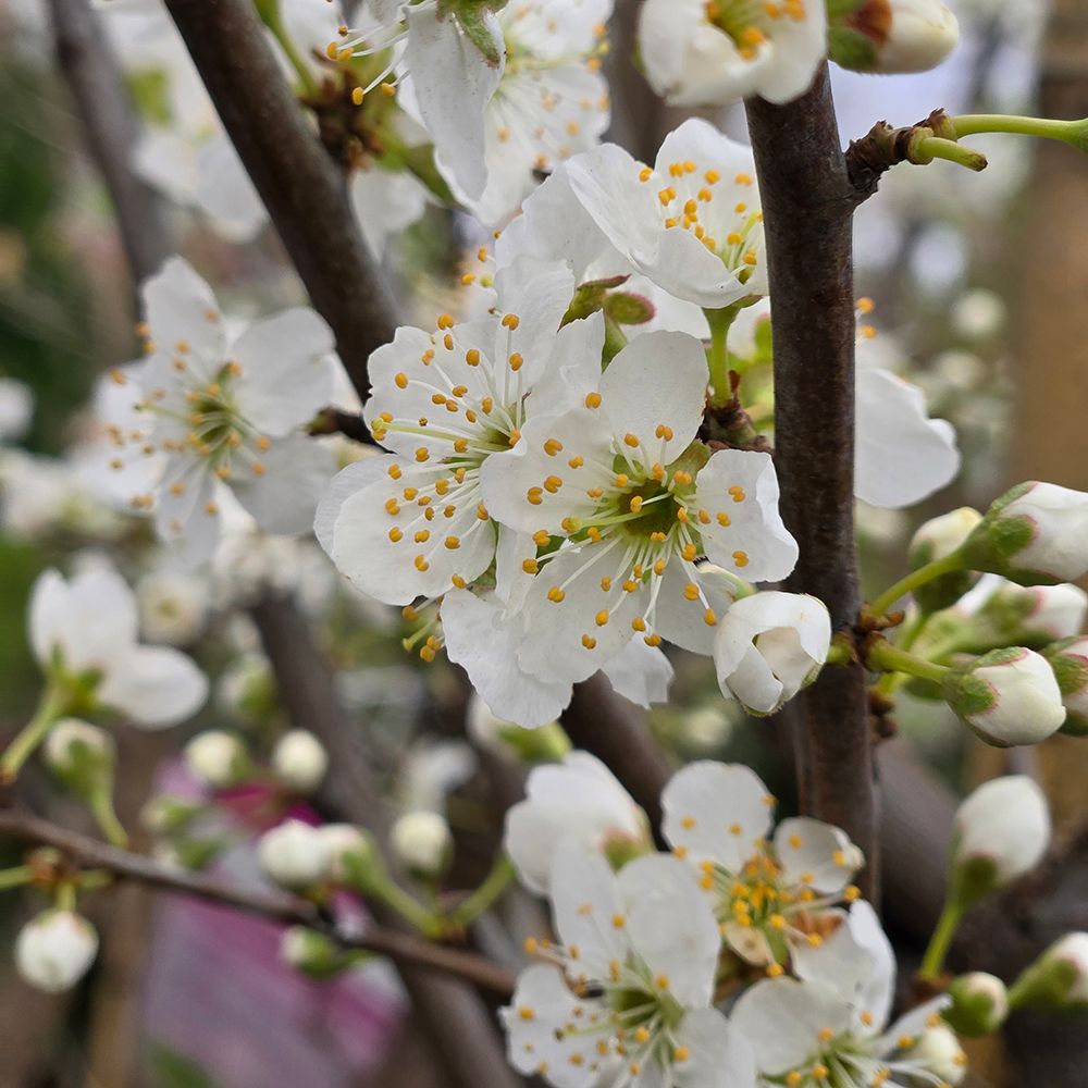 Plum Fruit Trees