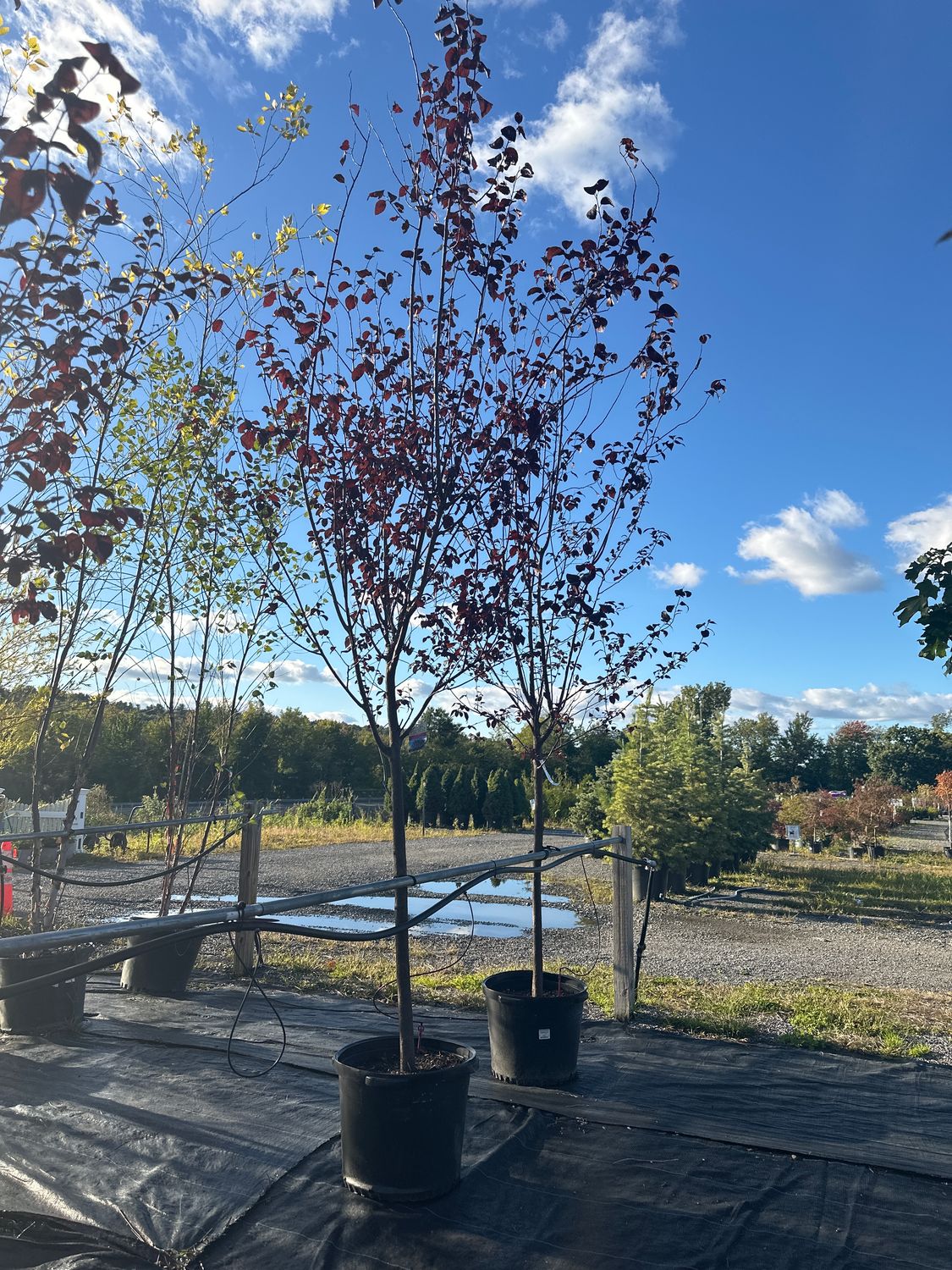 Plum Thundercloud Tree