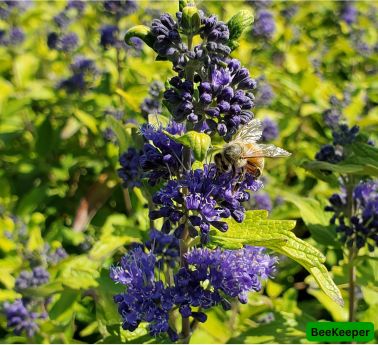 Bluebeard, Variety: BeeKeeper