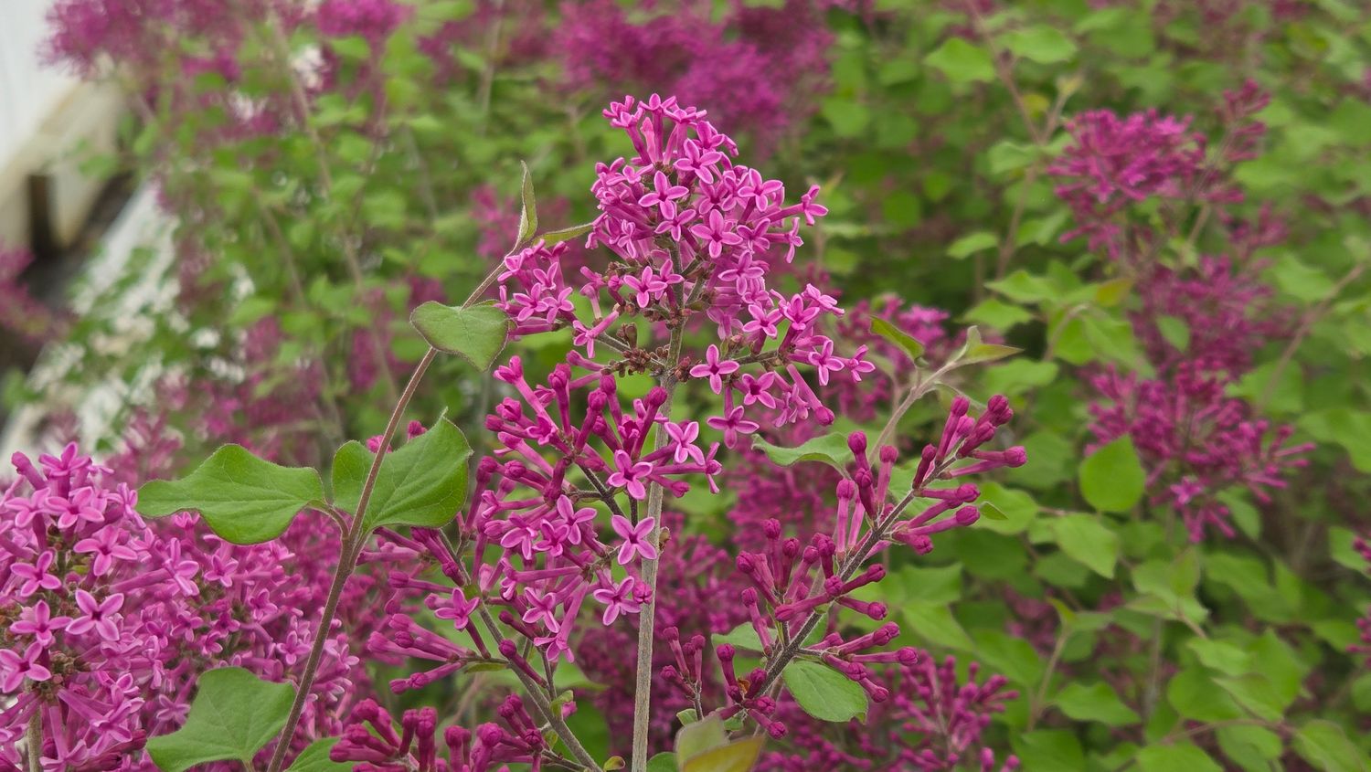 Lilac Bloomerang Tree Dark Purple