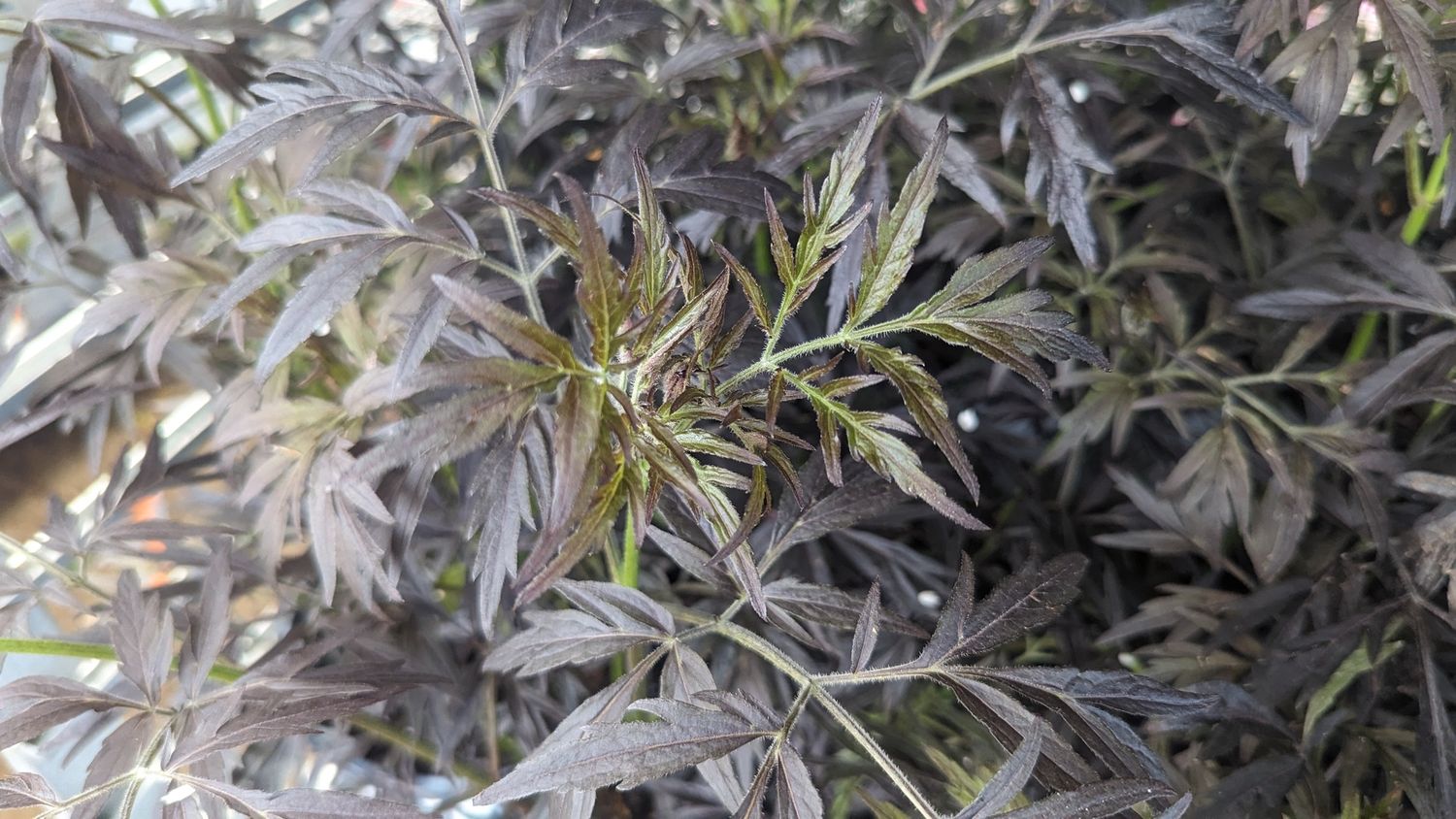 Elderberry Shrubs, Size: #3, Variety: Black Lace