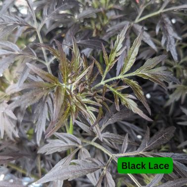 Elderberry Shrubs, Size: #3, Variety: Black Lace