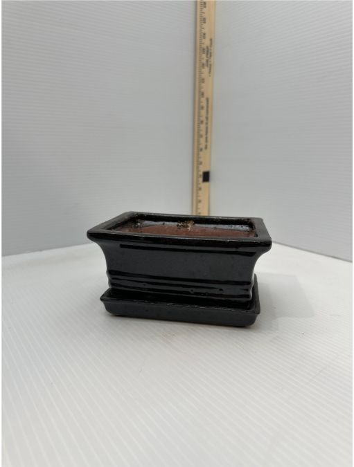 Bonsai Pots, Color: black