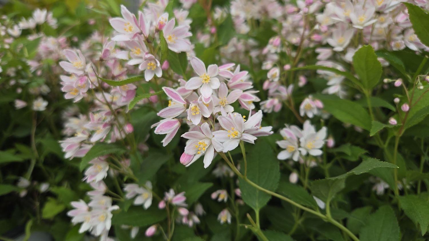 Deutzia Shrubs