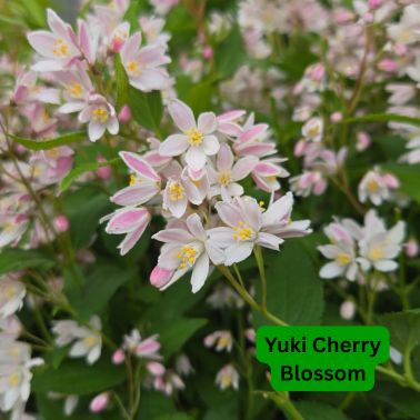 Deutzia Shrubs, Size: #3, Variety: Yuki Cherry Blossom