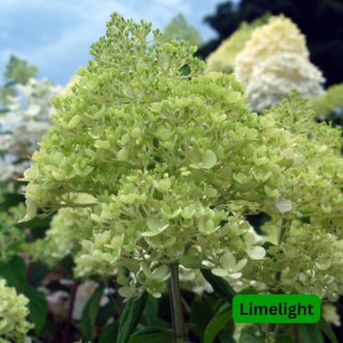 Hydrangea Trees, Variety: Limelight