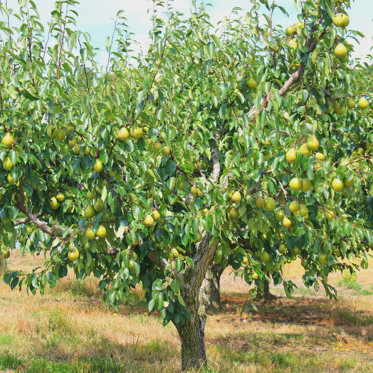 Pear Fruit Trees