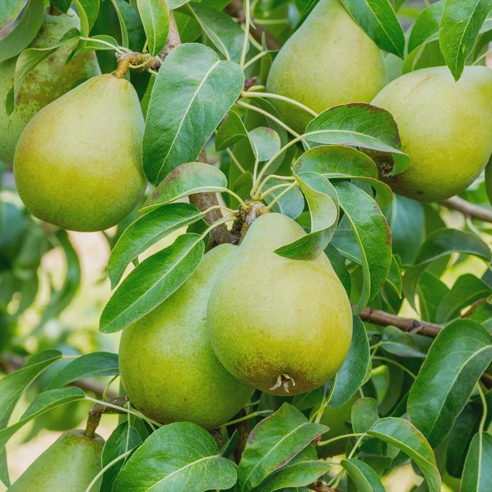 Pear Fruit Trees, Size: #7, Variety: Bartlett