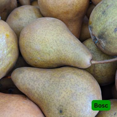Pear Fruit Trees