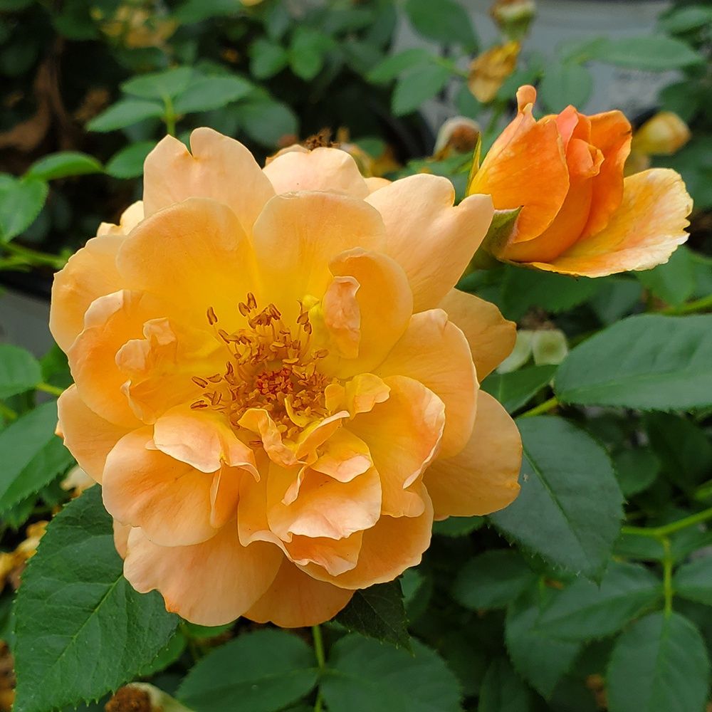 Roses, Size: #3, Variety: At Last