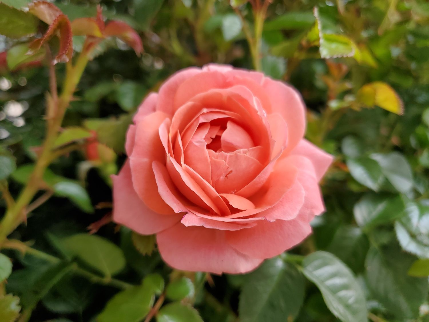 Roses