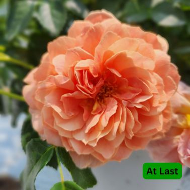 Roses, Size: #3, Variety: At Last