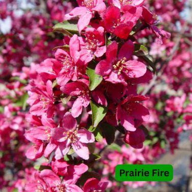 Crabapple Trees, Size: #15, Variety: Prairie Fire