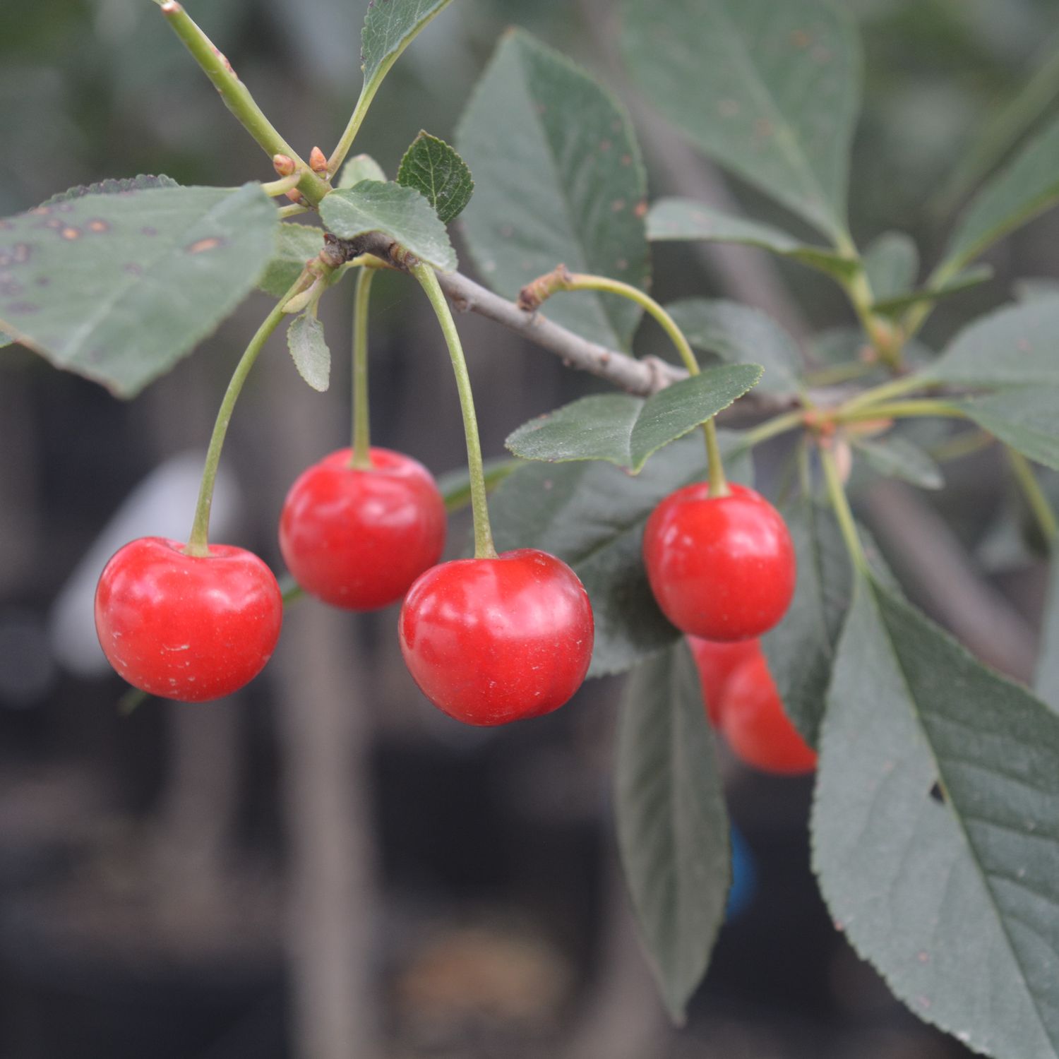Cherry Fruit Trees