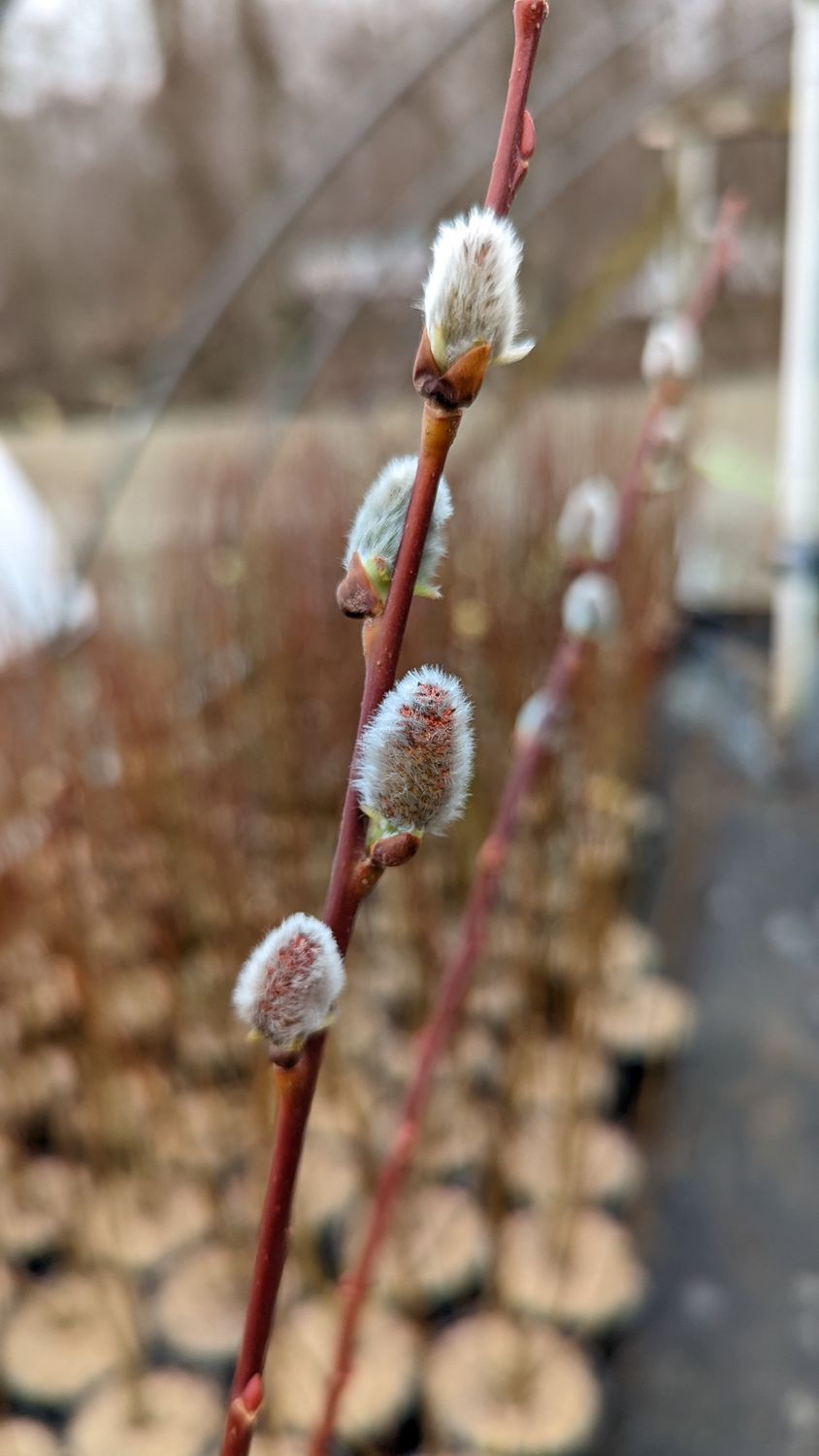 Pussy Willow, Size: #3, Variety: Common (Discolor)