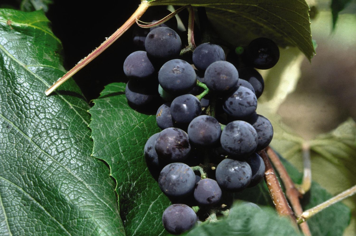 Grape Vines, Size: #2, Variety: Concord Seedless