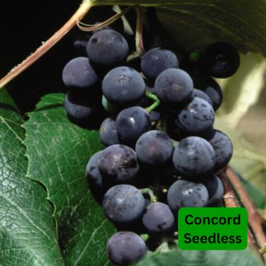 Grape Vines, Size: #2, Variety: Concord Seedless