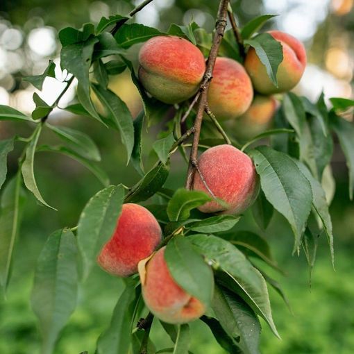 Peach Fruit Trees