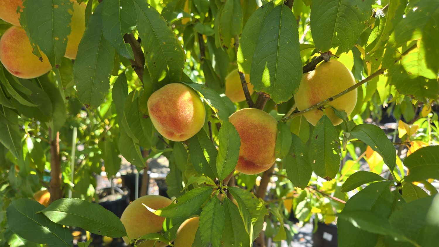 Peach Fruit Trees, Size: #7, Variety: Elberta