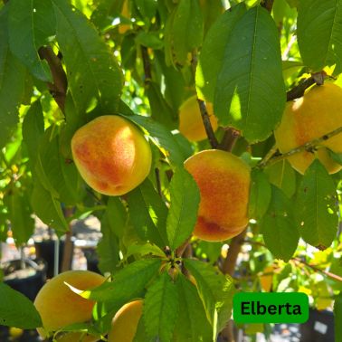 Peach Fruit Trees, Size: #7, Variety: Elberta