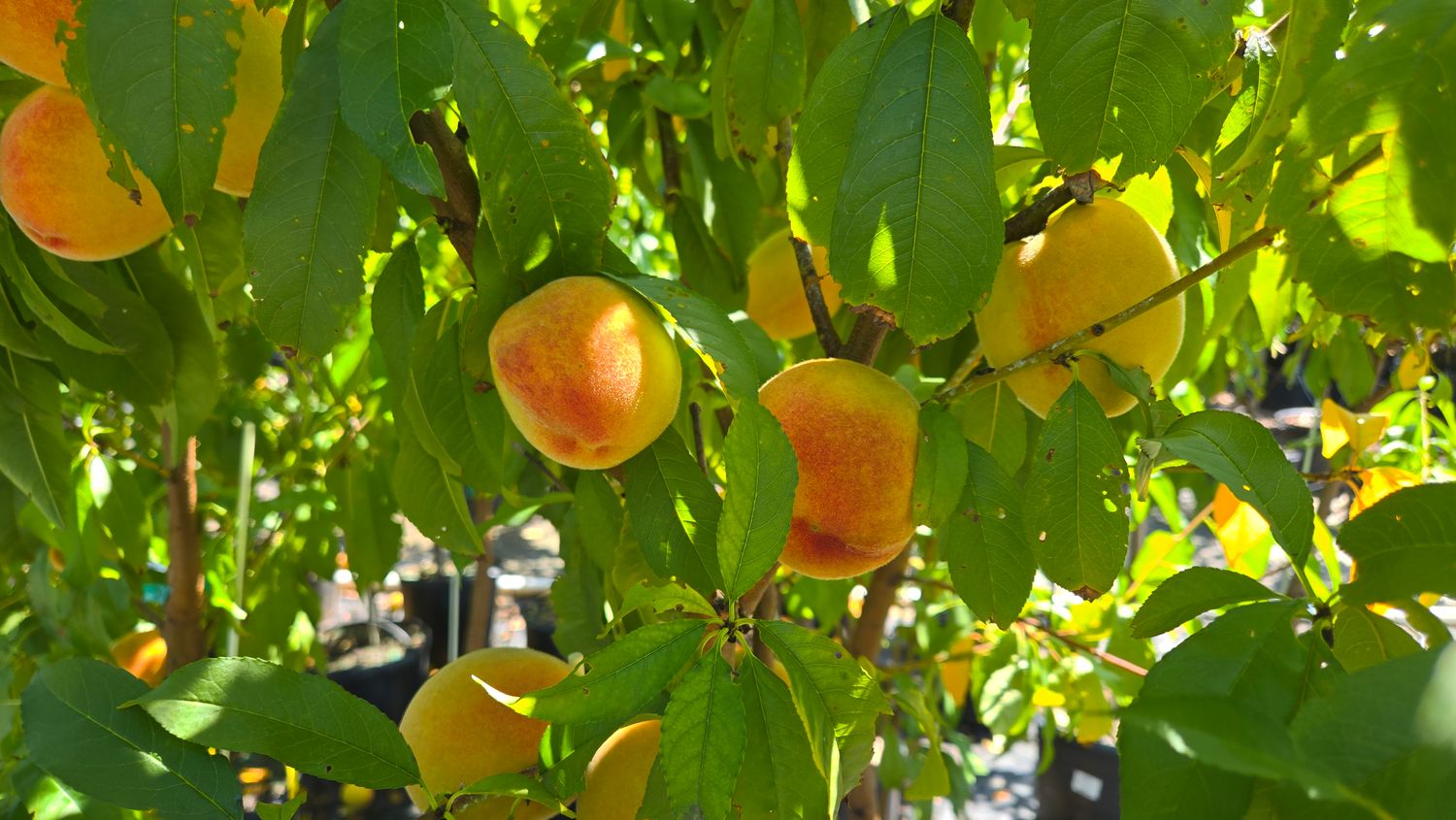 Peach Fruit Trees