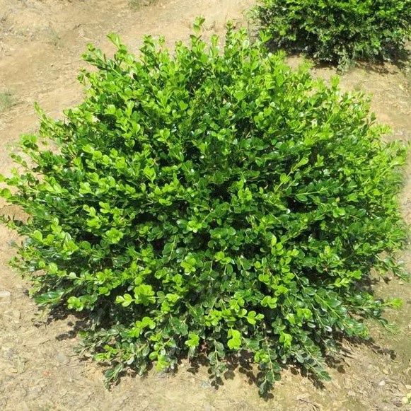 Boxwoods