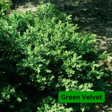 Boxwoods, Size: #3, Variety: Green Velvet