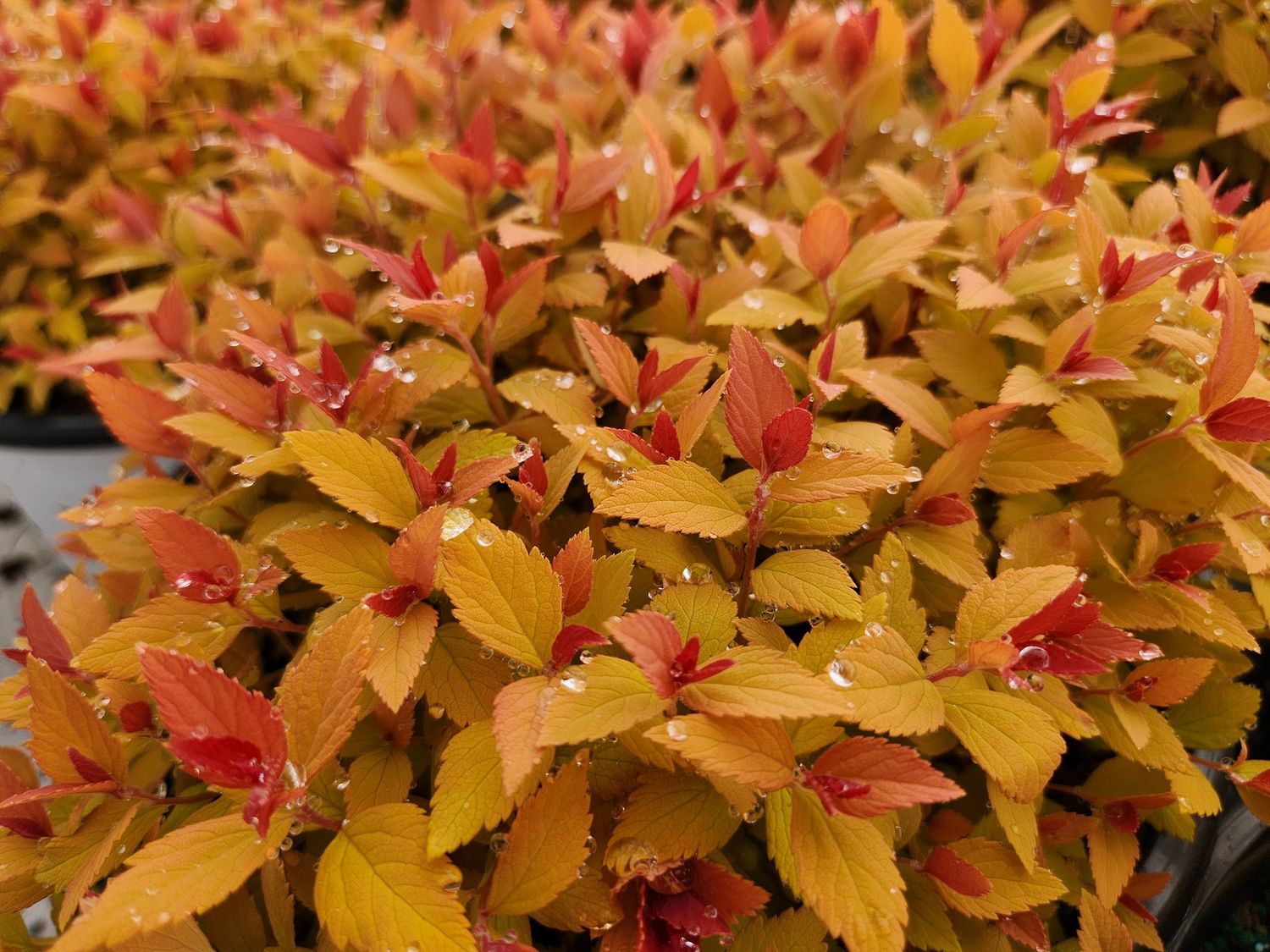 Spirea Shrubs, Size: #3, Variety: Double Play Candy Corn