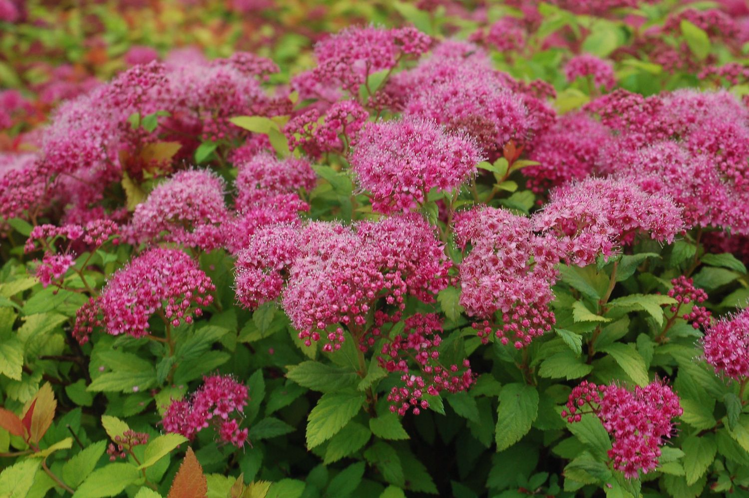 Spirea Shrubs